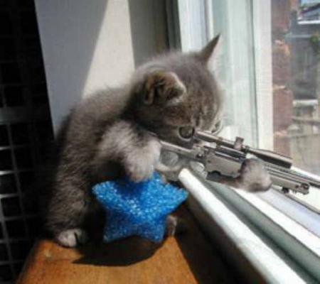 chat ki éme la guerre