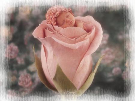 mignon n??,