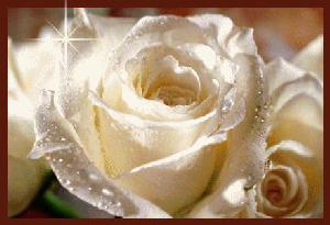 jolies roses