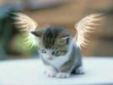 c mignon nn?